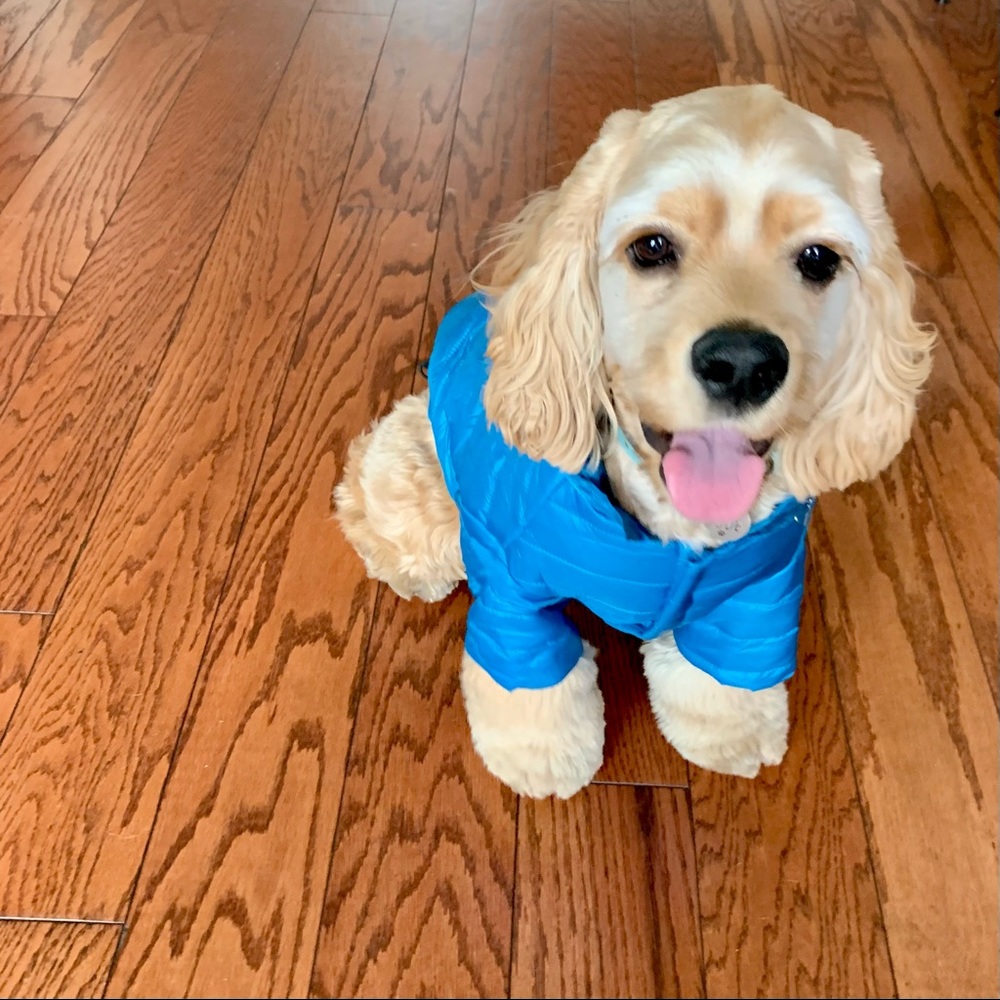 | furbaby love: sporty avalanche dog coat |